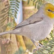 Verdin